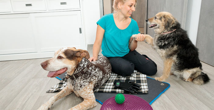 Anjuli mit zwei Hunden beim Tiergesundheitstraining