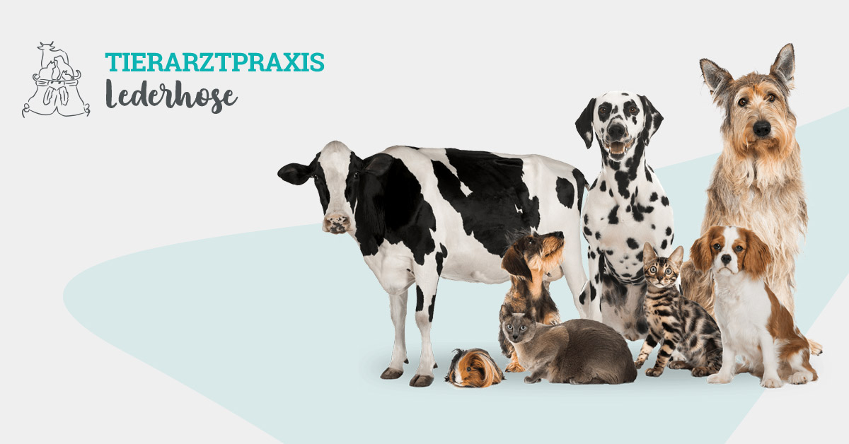 Tierarztpraxis Lederhose - Inh. Tierärztin Claudia Heidenreich
