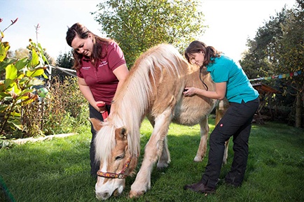 Claudia und Ilona mit Pferd